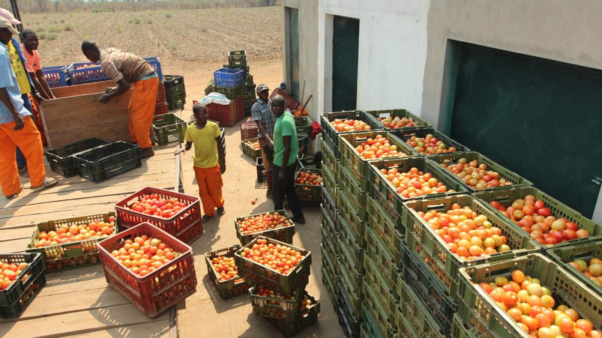 Zimbabwe&rsquo;s white farmers start anew in Mozambique